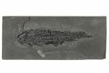 Devonian Lobe-Finned Fish (Osteolepis) - Scotland #177081-1